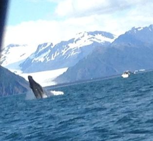 whale breeching water